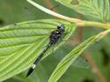 Brechmorhoga pertinax (Masked Clubskimmer) male-4.jpg